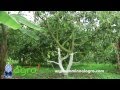 Como Fertilizar Cultivos Frutales - TvAgro por Juan Gonzalo Angel
