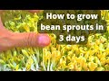 How to grow bean sprouts in 3 days without any soils