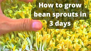 How to grow bean sprouts in 3 days! Without any soils!