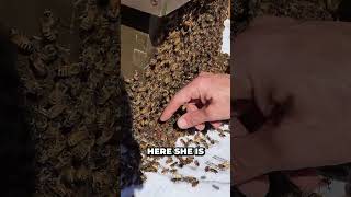 Prevent Honey Bee Swarming Without Killing the Queen