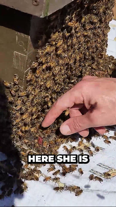 Prevent Honey Bee Swarming Without Killing the Queen