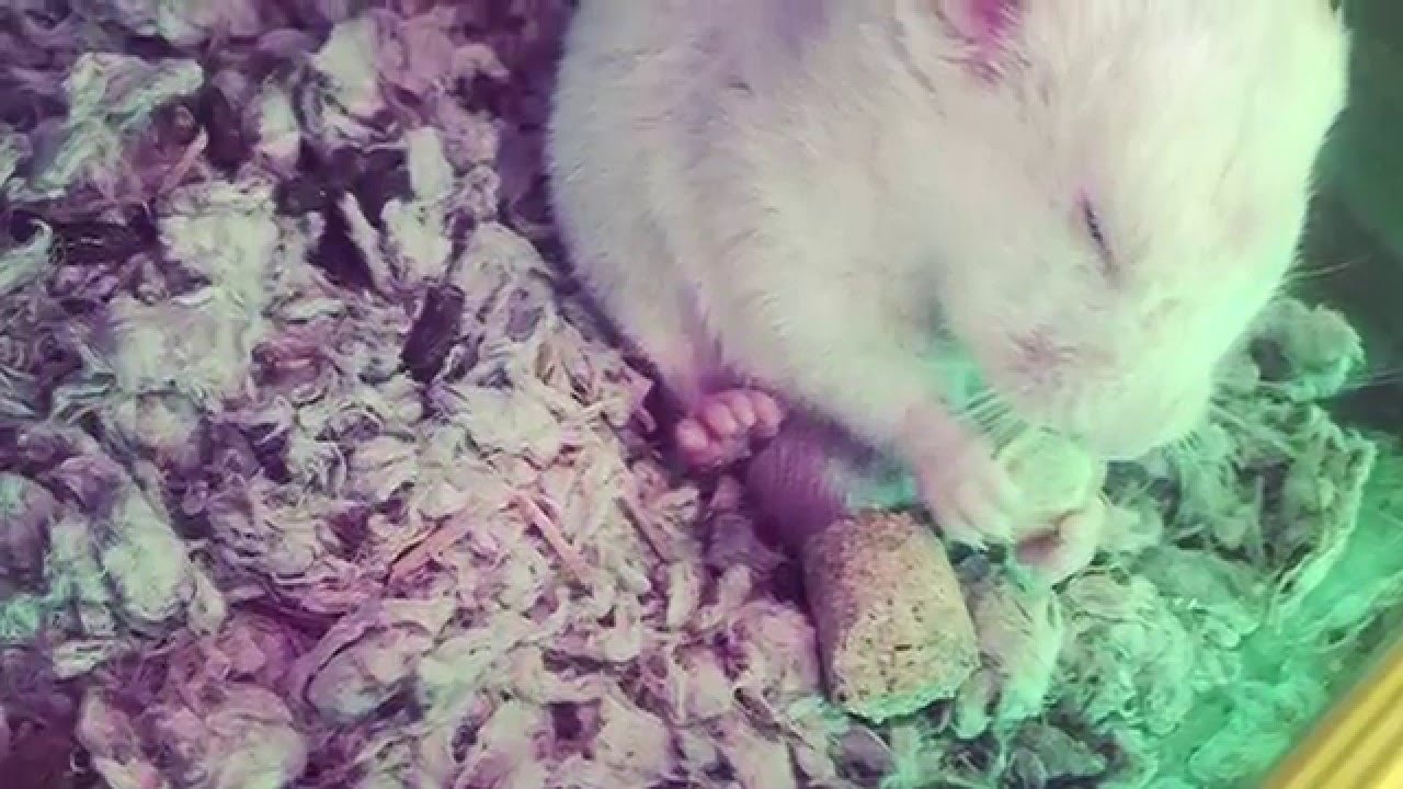 Photo inspiration: Blinds For Hamster Cages Reference: My Blind Hamster Charlie S Cage Tour