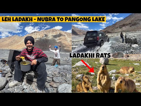 LEH LADAKH NUBRA TO PANGONG LAKE *OFF ROAD* 😱 LADAKHI RATS | Pahadana vich Maggi