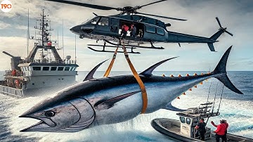 Khó Tin! Ngư Dân Săn Con Cá Ngừ Vây Xanh Khổng Lồ Bằng Trực Thăng