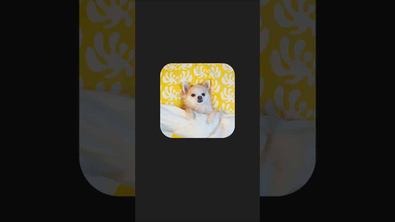 We’re onto you, Paco. 🐶 Try uploading 3 images and asking Gemini 2.5 Pro to write a short story