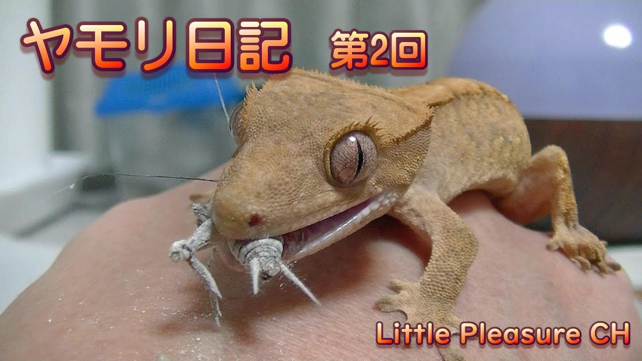 ヤモリ日記 2 食べる姿がとっても可愛いクレステッドゲッコーのラランちゃん Laran Gecko Diary 2 Youtube