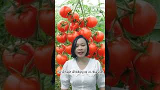 Những điều bạn nhất định phải biết khi ăn cà chua
