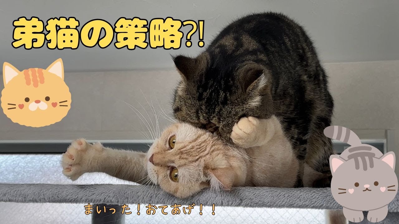 ♯142 弟猫の策略に、まんまと引っかかる兄猫ｗｗ😸😼