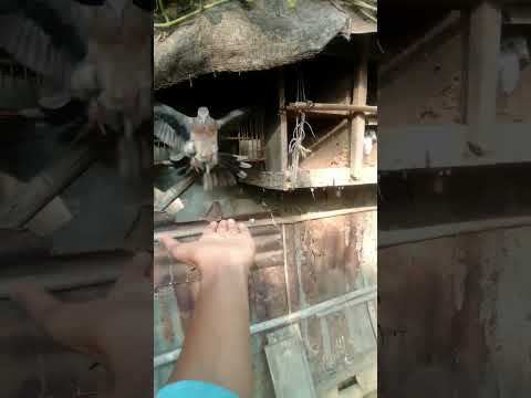 📢❤️🔥ঘুঘু পাখির traning চলছে/How to tome a dove birds /#gugupaki