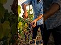 Modern grape farming