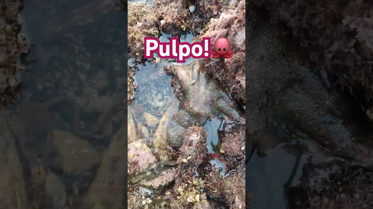 ¡INCREÍBLE Encuentro con Pulpo Camuflado en la Playa!