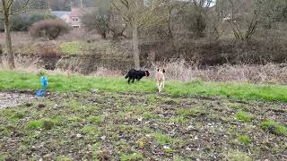 Bella (Bracco Italiano) and Bonnie (Gordon Setter) pointing pheasant. by Paul 209 views 2 years ago 51 seconds