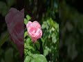 2026/05/05 #東京タワー #プリンス #芝公園 #増上寺 #LUMIX #S1RII #BRAW #Cinematic #8K動画 #tokyo #tower #rose #garden