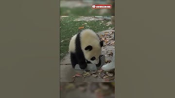 When Pandas Try to Help