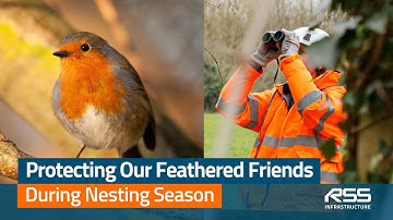 Protecting Our Feathered Friends During Nesting Season