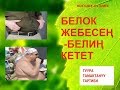 Мыктыбек АРСТАНБЕК.  "БЕЛОК-БЕЛ КУБАТЫ-2". Т.Т.Т. #4. Күчтүү консультация 0554 503 506