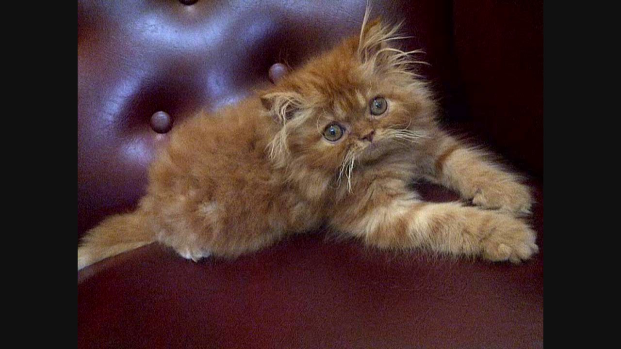 cat grooming near me 10 Tips for New Cat Owners | Cat Care