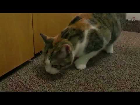 Cat with 28 toes, ties world record