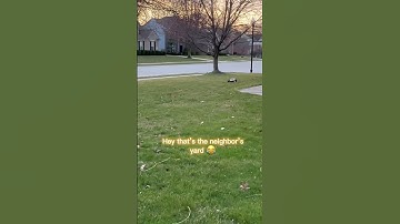 Rustler is being too cute running through the neighbor’s grass! 😂#rustler #raxxas #remotecontrolcar