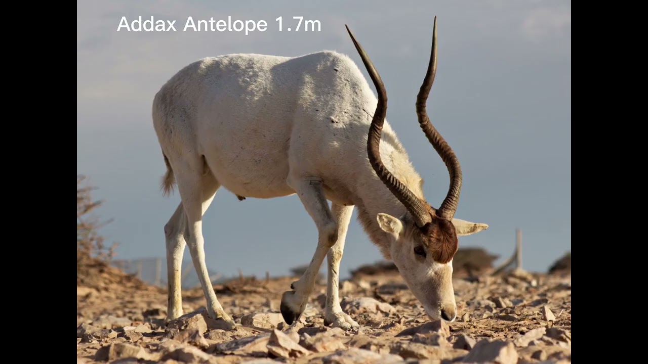 Desert Animals Size Comparison with no stealing