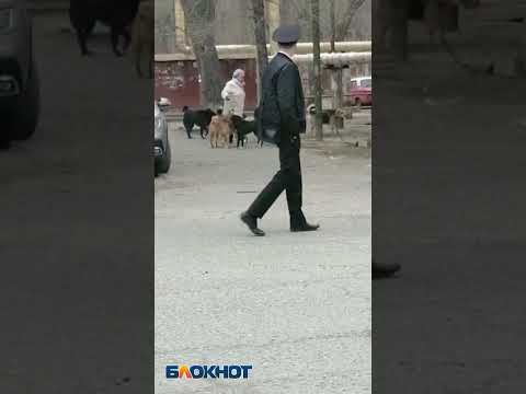 В Астрахани собаки напали на женщину  прямо на митинге против собак