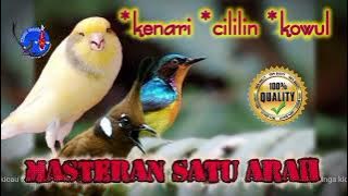 masteran satu arah, ngerrok tembak
