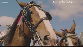 Budweiser Clydesdales will be back at Busch Stadium on Opening Day 2021
