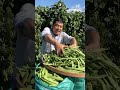 One minute vegetables harvest agriculture