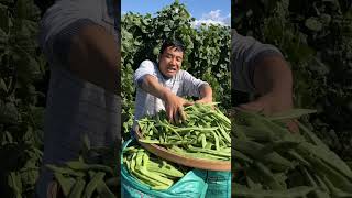 One Minute Vegetables Harvest #agriculture