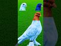 Sab Nabiyun Se Aala ﷺ 💚❣️ | Soulful Islamic Kalam 💚 | Beautiful Voice 🌹🌹#birds #new #trending