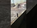 二師兄泡澡還要蹦迪
