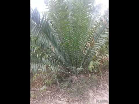 003 Waupatahi Mudawa 