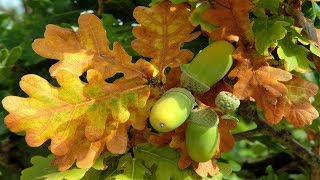 ПОЛЕЗНЫЕ СВОЙСТВА И ПРИМЕНЕНИЕ КОРЫ ДУБА, ЛИСТЬЕВ, ЖЕЛУДЕЙ