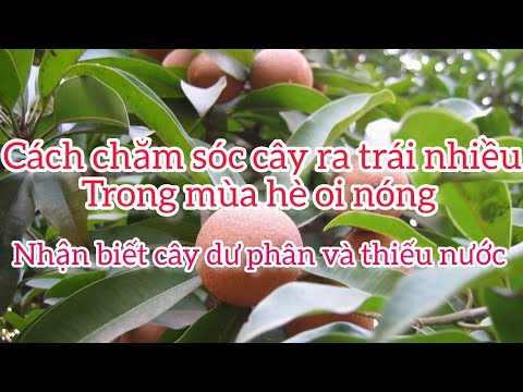 Video: Bạn chăm sóc cây cọ ở California như thế nào?