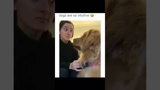 Cute and Funny doggos compilation 133