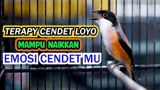 TERAPY CENDET LOYO MAMPU NAIKKAN EMOSI CENDET MU, PANCINGAN CENDET GACOR ISIAN MEWAH