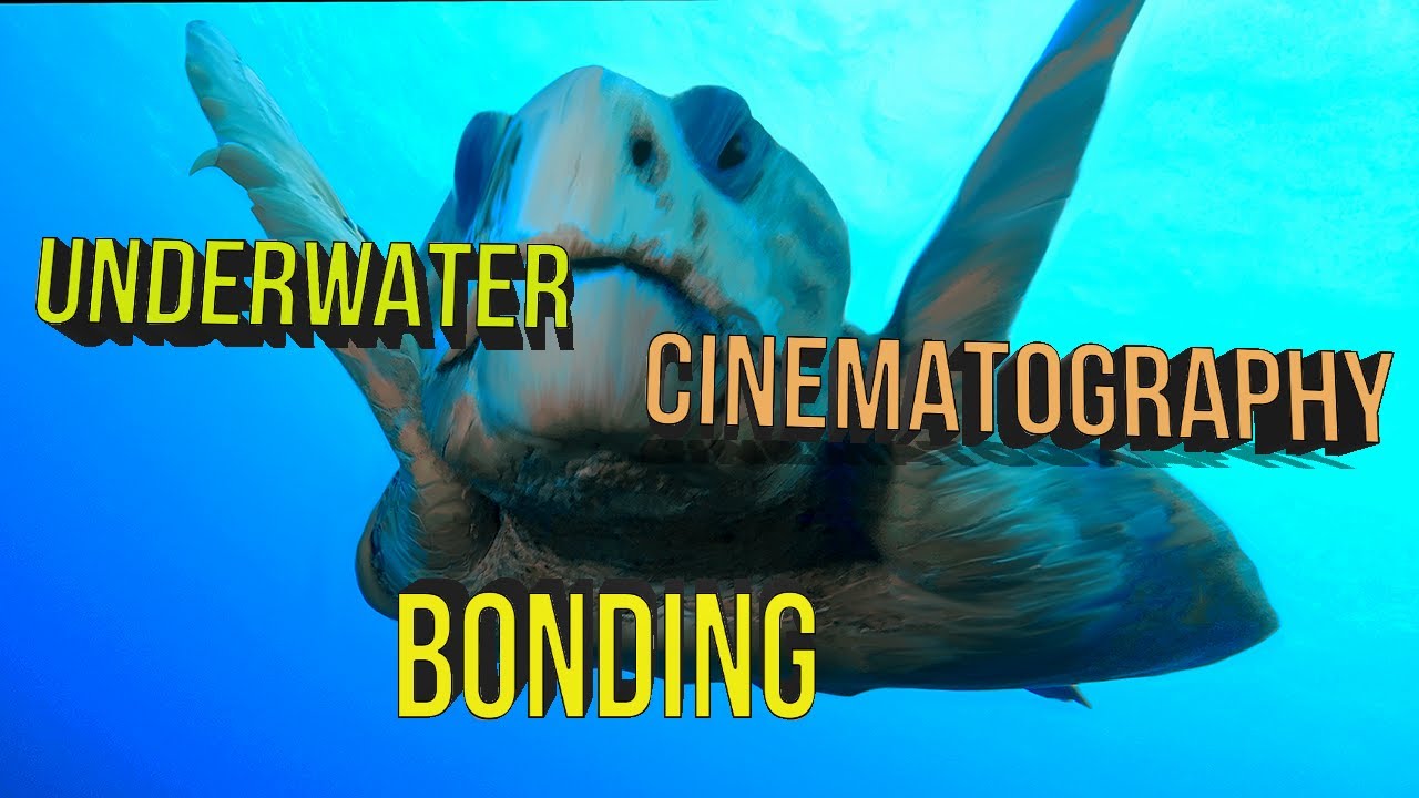 underwater videography tips & tricks – underwater... Secret of Underwater cinematography - Bonding @ Liquid Motion ...