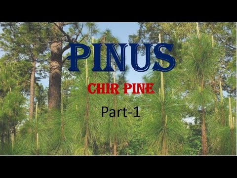 | Pinus | occurrence, External Morphology, Internal Structures of Root, Stem and Foliage Leaf