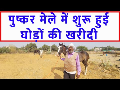 2 गाड़ी ले जायेंगे गढ़गंगा मेला | पुष्कर मेला बाज़ार 2023 Pushkar Horse Fair 2023 Horse Market Video @SANJEEVKUMARGUPTA