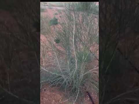 الغضا الارطى نباتات