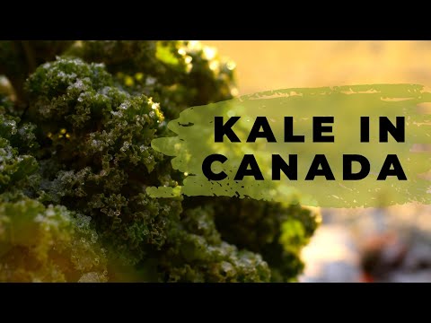 فيديو: ذهب My Kale إلى البذور: جمع البذور من نباتات Kale المنسدلة