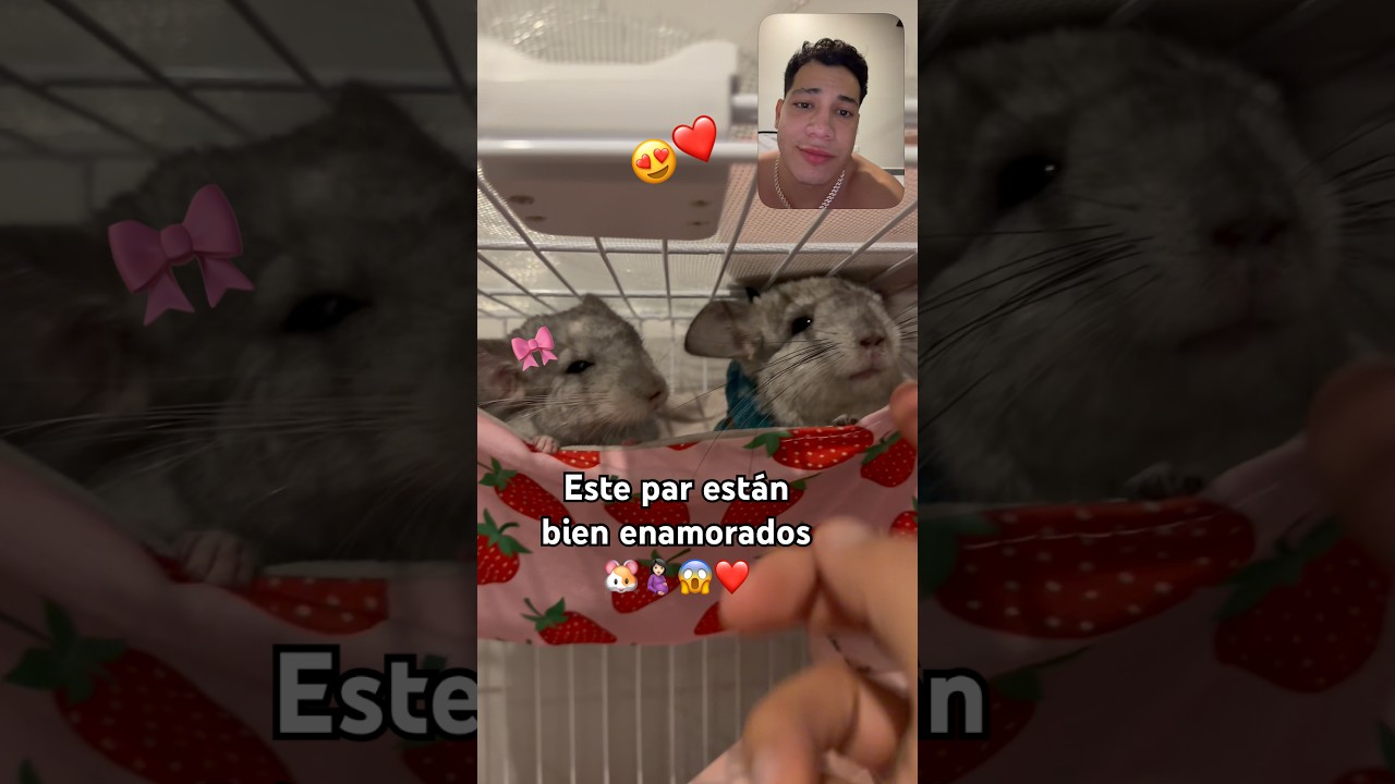 Esto se está saliendo de control 🐹🤰🏻😭 #chinchilla #animalestiernos #mascotas