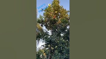 I climbed 40 feet in 15 seconds #climbing #trees #jackfruit #fruit #monkey
