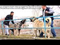 2 AYLIK KARDEŞİNE YAPTIKLARI OHA DEDİRTTİ ! ( TÜRKİYE ŞAMPİYONU ANADOLU ÇOBAN KÖPEĞİ PUSAT !) KANGAL