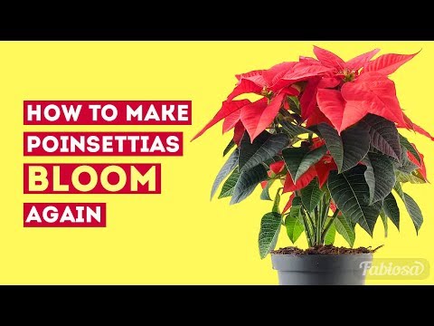 TURN Your POINSETTIA RED Again Next Year / Care Tricks And Tips