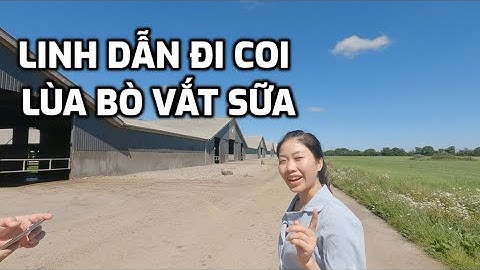 Tập 40 - Linh Dẫn Đi Coi Lùa Bò Vắt Sữa - Thực Tập Hưởng Lương Đan Mạch