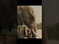 💔 Mother Elephant protect her baby elephant from the Tigers. WildlifeShorts