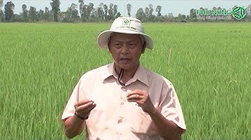 Rầy nâu hại lúa và cách phòng trị