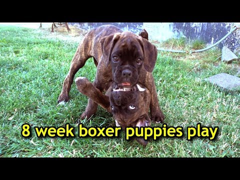 omg!-cute-8-week-boxer-puppy-siblings-play-together-for-the-last-time