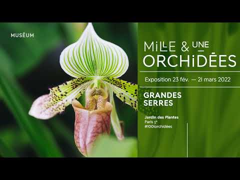 Mille & une orchidées 2022